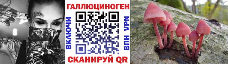закладки  Камбарка  Псилоцибиновые грибы Psilocybe 